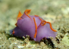 Sagaminopteron ornatum