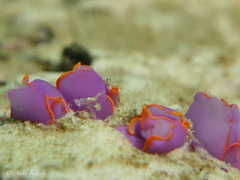 Sagaminopteron ornatum