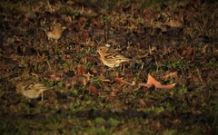 Fringilla montifringilla