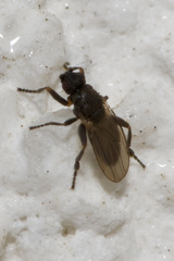 Ischiolepta