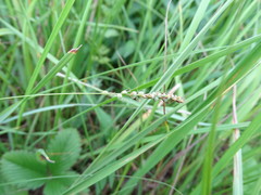 Carex tomentosa