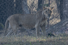 Panthera leo