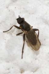 Ischiolepta