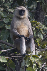 Semnopithecus entellus