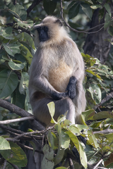 Semnopithecus entellus
