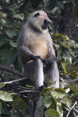 Semnopithecus entellus