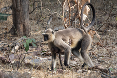 Semnopithecus entellus