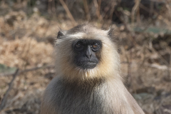 Semnopithecus entellus