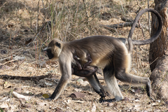Semnopithecus entellus