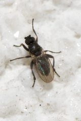 Ischiolepta