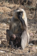 Semnopithecus entellus