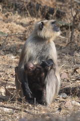 Semnopithecus entellus