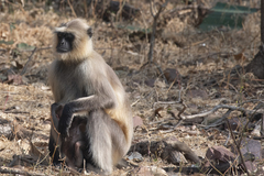 Semnopithecus entellus