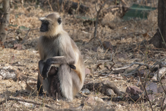 Semnopithecus entellus