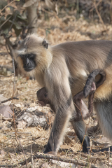 Semnopithecus entellus