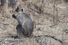 Semnopithecus entellus