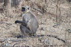 Semnopithecus entellus
