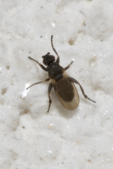 Ischiolepta