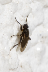 Ischiolepta