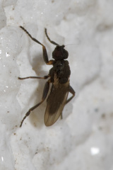 Ischiolepta
