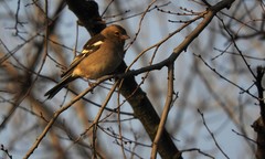 Fringilla coelebs