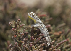 Tympanocryptis petersi