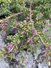 Podocarpus lawrencei