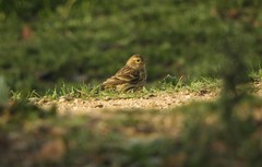 Serinus serinus