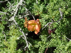Erythrophysa alata