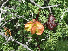 Erythrophysa alata