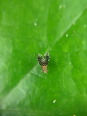 Homoneura trypetoptera