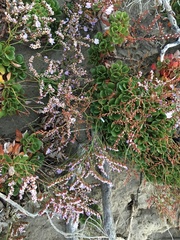 Limonium hyblaeum