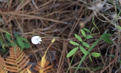 Tephrosia onobrychoides
