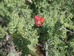 Erythrophysa alata