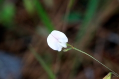 Tephrosia onobrychoides