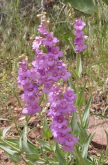Penstemon secundiflorus