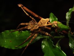 Ornodolomedes