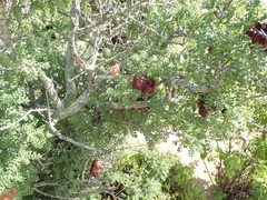 Erythrophysa alata