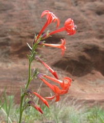 Ipomopsis aggregata collina