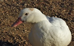Anas platyrhynchos × Cairina moschata