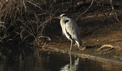 Ardea cinerea