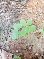 Adiantum philippense