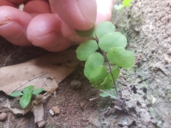 Adiantum philippense