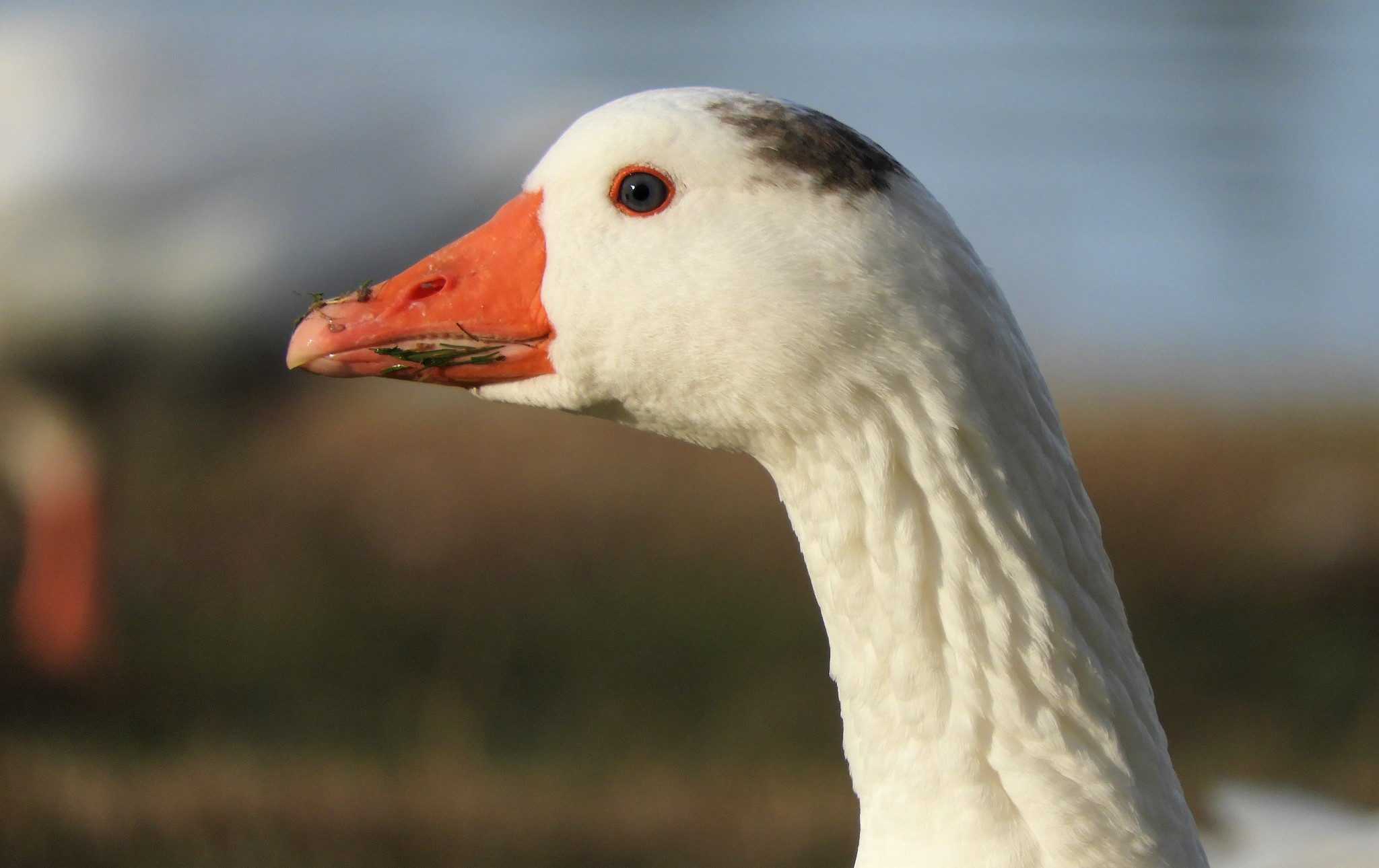 Domestic Greylag Goose (Variety Anser anser domesticus) · iNaturalist