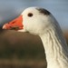 Domestic Greylag Goose - Photo (c) Pablo Pozo, some rights reserved (CC BY-NC), uploaded by Pablo Pozo
