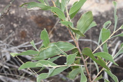 Acacia julifera