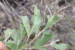Acacia julifera