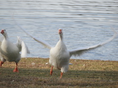 Anser anser domesticus