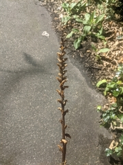Orobanche hederae