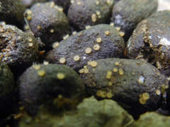 Lasiobolus macrotrichus